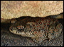 Red Spotted Toad in the Superstitions